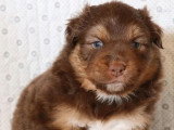 Chiot de race Berger Australien femelle à vendre (LOF)