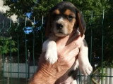 3 chiots Beagle femelles tricolores non LOF à réserver