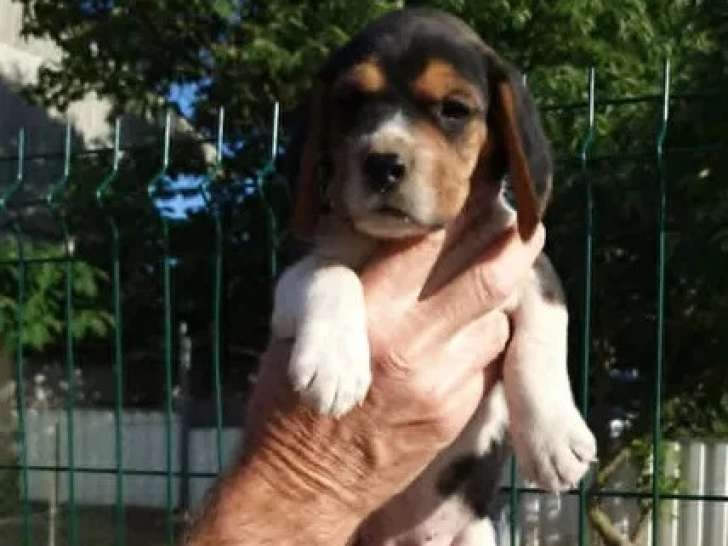 3 chiots Beagle femelles tricolores non LOF à réserver