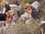 3 chiots Beagle femelles tricolores non LOF à réserver
