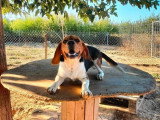3 chiots Beagle femelles tricolores non LOF à réserver