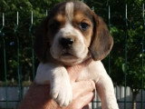 3 chiots Beagle femelles tricolores non LOF à réserver