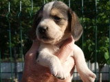 3 chiots Beagle femelles tricolores non LOF à réserver
