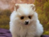 2 chiots femelles Spitz Allemand à réserver non LOF