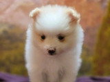 2 chiots femelles Spitz Allemand à réserver non LOF