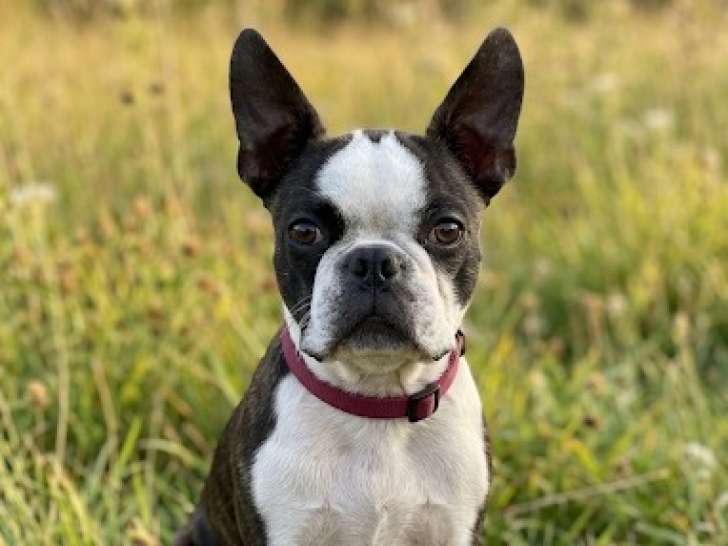 Femelle Boston Terrier avec pedigree disponible immédiatement
