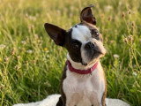 Femelle Boston Terrier avec pedigree disponible immédiatement