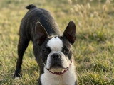 Femelle Boston Terrier avec pedigree disponible immédiatement
