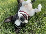 Femelle Boston Terrier avec pedigree disponible immédiatement