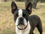 Femelle Boston Terrier avec pedigree disponible immédiatement
