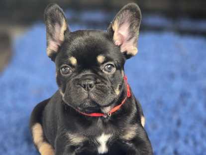 Femelle Bouledogue Français black tan exotique à vendre