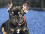 Femelle Bouledogue Français black tan exotique à vendre