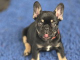 Femelle Bouledogue Français black tan exotique à vendre