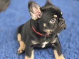 Femelle Bouledogue Français black tan exotique à vendre