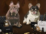 Femelle Bouledogue Français black tan exotique à vendre