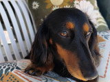 Deux chiots Teckel à vendre