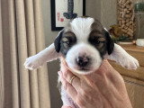 Deux chiots Teckel à vendre