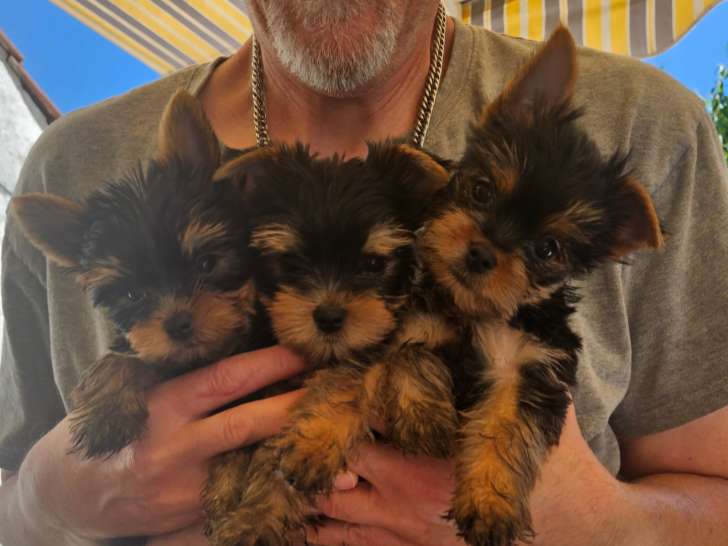 Chiot Yorkshire Terrier LOF nés à la maison à vendre