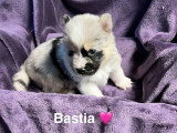 Femelle bleu merle et sable aux yeux bleu