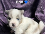 Mâle pinto merle aux yeux bleus