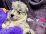 Femelle bleu merle et sable aux yeux bleus