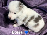 Mâle pinto aux yeux bleus