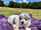 Brume femelle bleue merle 6 semaines