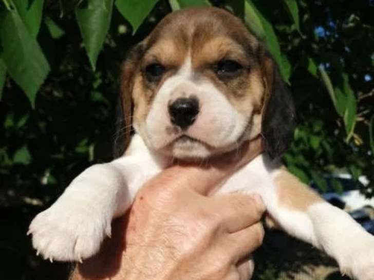 4 chiots Beagle tricolores LOF nés en mai 2026 à réserver