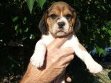 4 chiots Beagle tricolores LOF nés en mai 2026 à réserver