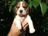 4 chiots Beagle tricolores LOF nés en mai 2026 à réserver