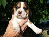 4 chiots Beagle tricolores LOF nés en mai 2026 à réserver