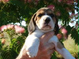 4 chiots Beagle tricolores LOF nés en mai 2026 à réserver