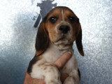4 chiots Beagle tricolores LOF nés en mai 2026 à réserver