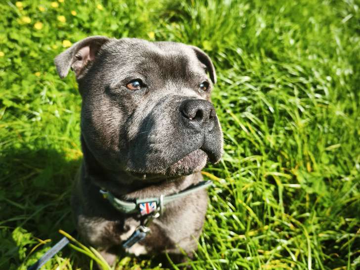 Mâle Staffordshire Bull Terrier LOF disponible pour saillie