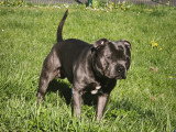 Mâle Staffordshire Bull Terrier LOF disponible pour saillie