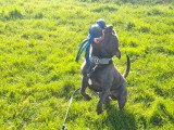 Mâle Staffordshire Bull Terrier LOF disponible pour saillie