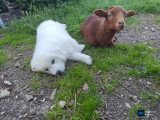 Chiots Patous à vendre