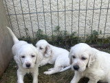 Chiots Setters Anglais LOF à vendre
