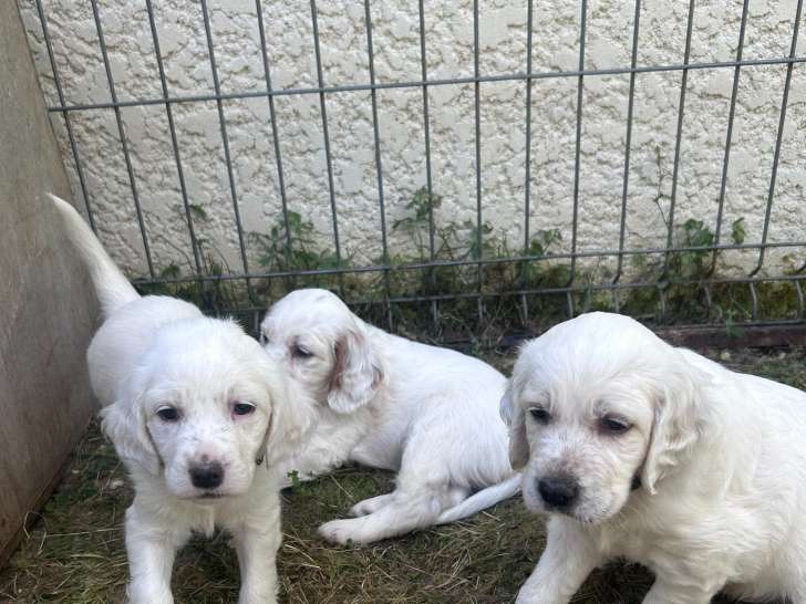 Chiots Setters Anglais LOF à vendre