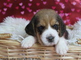 Chiots femelles Beagle LOF à vendre