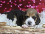 Chiots femelles Beagle LOF à vendre