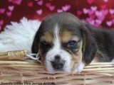 Chiots femelles Beagle LOF à vendre