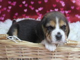 Chiots femelles Beagle LOF à vendre
