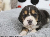 Chiots Beagle LOF à réserver
