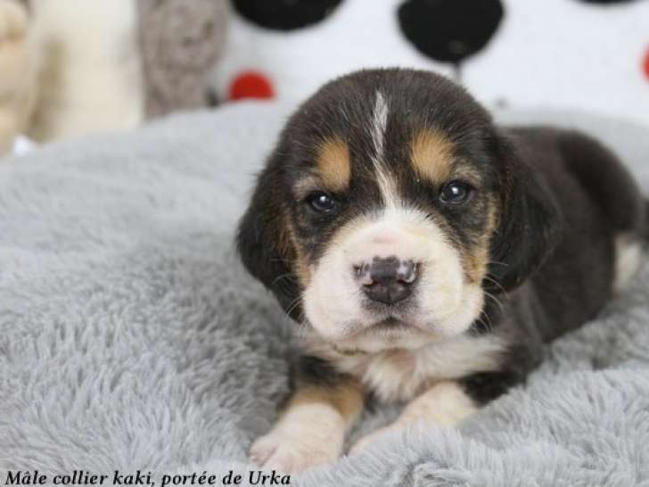Chiots Beagle LOF à réserver