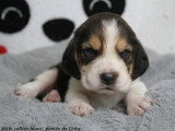 Chiots Beagle LOF à réserver