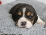 Chiots Beagle LOF à réserver
