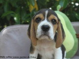 Chiots Beagle LOF à réserver