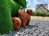 Chiot Caniche toy rouge vif à vendre