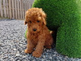 Chiot Caniche toy rouge vif à vendre